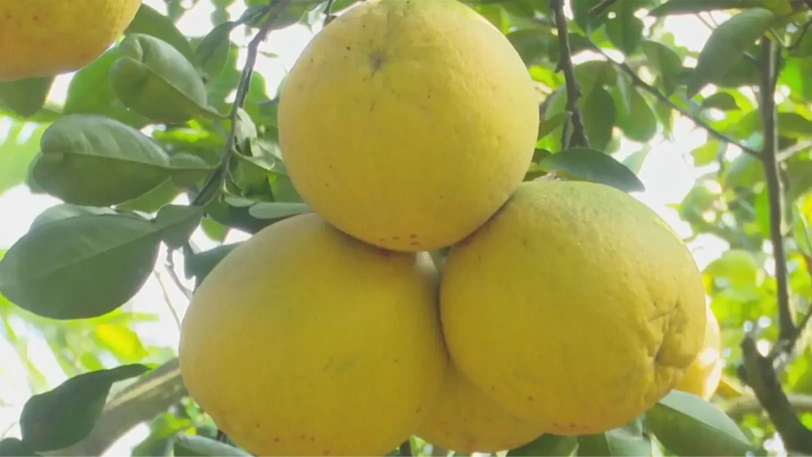 Phúc Lộc rực vàng mùa bưởi chín